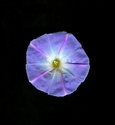 Photography--Color-FloralMorning Glory
