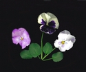 Photography--Color-FloralPansies