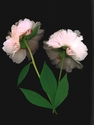 Photography--Color-FloralPeonies Backs
