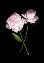 Photography--Color-FloralPeonies Two Full Face