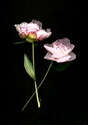 Photography--Color-FloralPeonies, Two Smallish