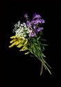 Photography--Color-FloralQueen Anne's Lace, Golden Rod