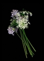 Photography--Color-FloralQueen Anne's Lace and Chives