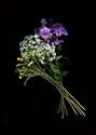 Photography--Color-FloralQueen Anne's Lace and Tansy