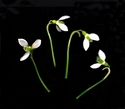 Photography--Color-FloralSnow Drops