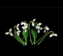 Photography--Color-FloralSnow Drops, Scattered