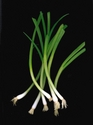 Photography--Color-FoodScallions Bouquet