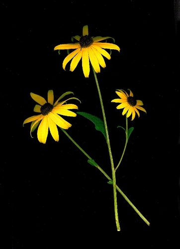 Photography-Floral-Black Eyed Susans