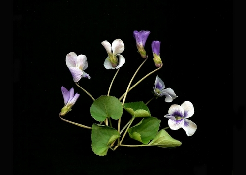 Photography-Floral-Johnny Jump Ups