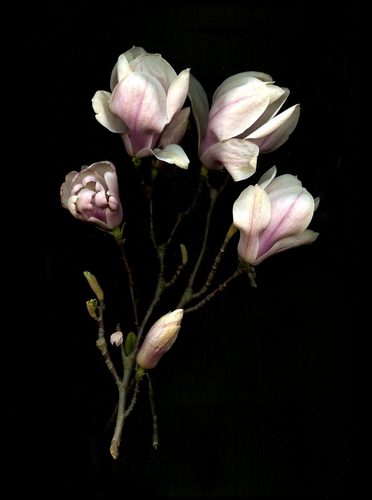 Photography-Floral-Magnolia Bouquet