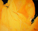 Egg%20Yolk%20-%20SOLD (thumbnail)