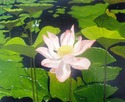 Tahitian%20Lotus%20-%20SOLD (thumbnail)
