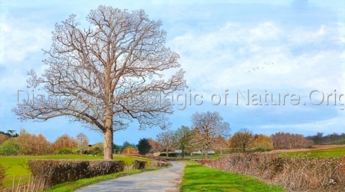 Punchbowl%20Lane%2C%20Dorking%20-%20%C2%A3850%20-%201050%20Euros (thumbnail)
