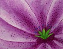 Painting--Acrylic-FloralFlower Petal Abstract #2