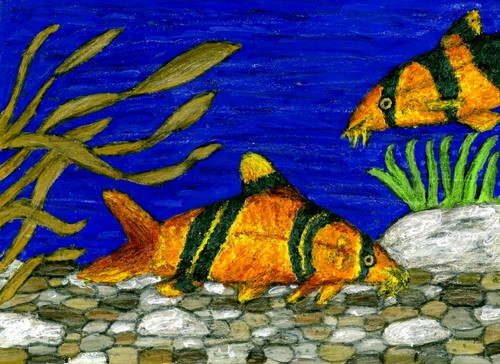 Painting-Seascape-Clown Loaches