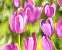 Painting-Flower Series #3: Spring Tulips