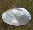 Jewelry--Found ObjectsShell, sea glass, freshwater pearl