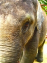 Photography--ColorElephant (2008)