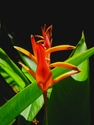 Photography--ColorHeliconia (2008)