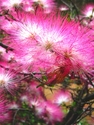 Photography--ColorPink