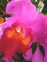 Photography--ColorPink Orchid (2007)