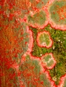 Photography--ColorLichen (2008)