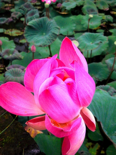 Photography-Waterlily (2008)