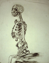 Drawing--CharcoalSkeleton drawn from life, Charcoal.