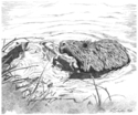 Beaver (thumbnail)