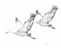 Sandhill%20Cranes (thumbnail)