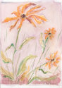 Daisies