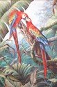 Two%20Scarlets (thumbnail)