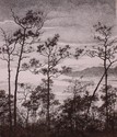 Pines (thumbnail)