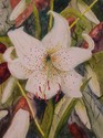 White%20Lilly (thumbnail)