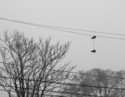 Lost%20Shoes%2C%202011 (thumbnail)