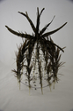 Confused Bird Hive