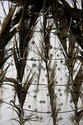 Confused Bird Hive, Detail #2