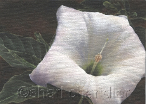 Painting-Landscape-Datura