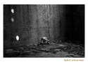 Bear (thumbnail)