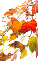 Windy%20Autumn (thumbnail)
