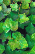 Ivy (thumbnail)