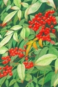 Red%20Berries (thumbnail)