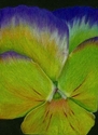 Blue%20Pansy (thumbnail)