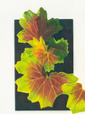 Falling%20Leaves (thumbnail)