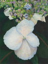 Blooming (thumbnail)