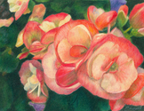 Orange%20Begonias (thumbnail)