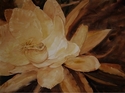 %22Night%20Blooming%20Cereus%22 (thumbnail)