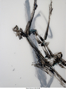 ink, yuccal brush, Colorado River water - Abstract Drawing