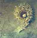 Robins Nest