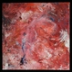 Painting--Oil-FigurativeMystic Pink